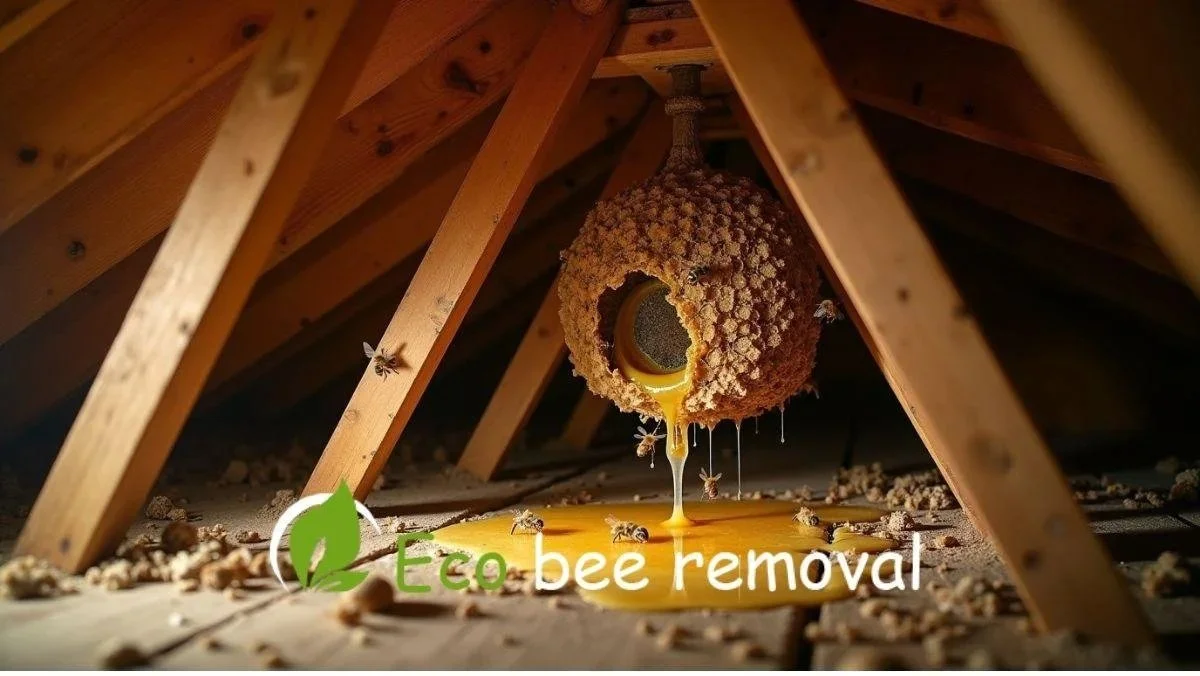 Honey leaking from an attic bee hive due to extreme summer heat