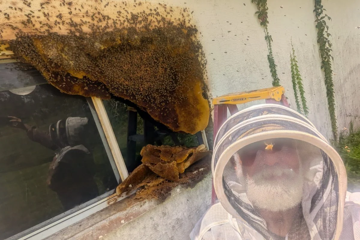 How to Handle a Swarm in Tampa, FL Without Harming Bees