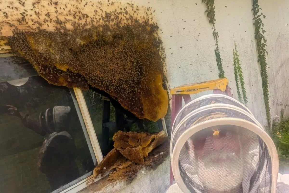Step-by-Step Guide to Professional Honey Removal.