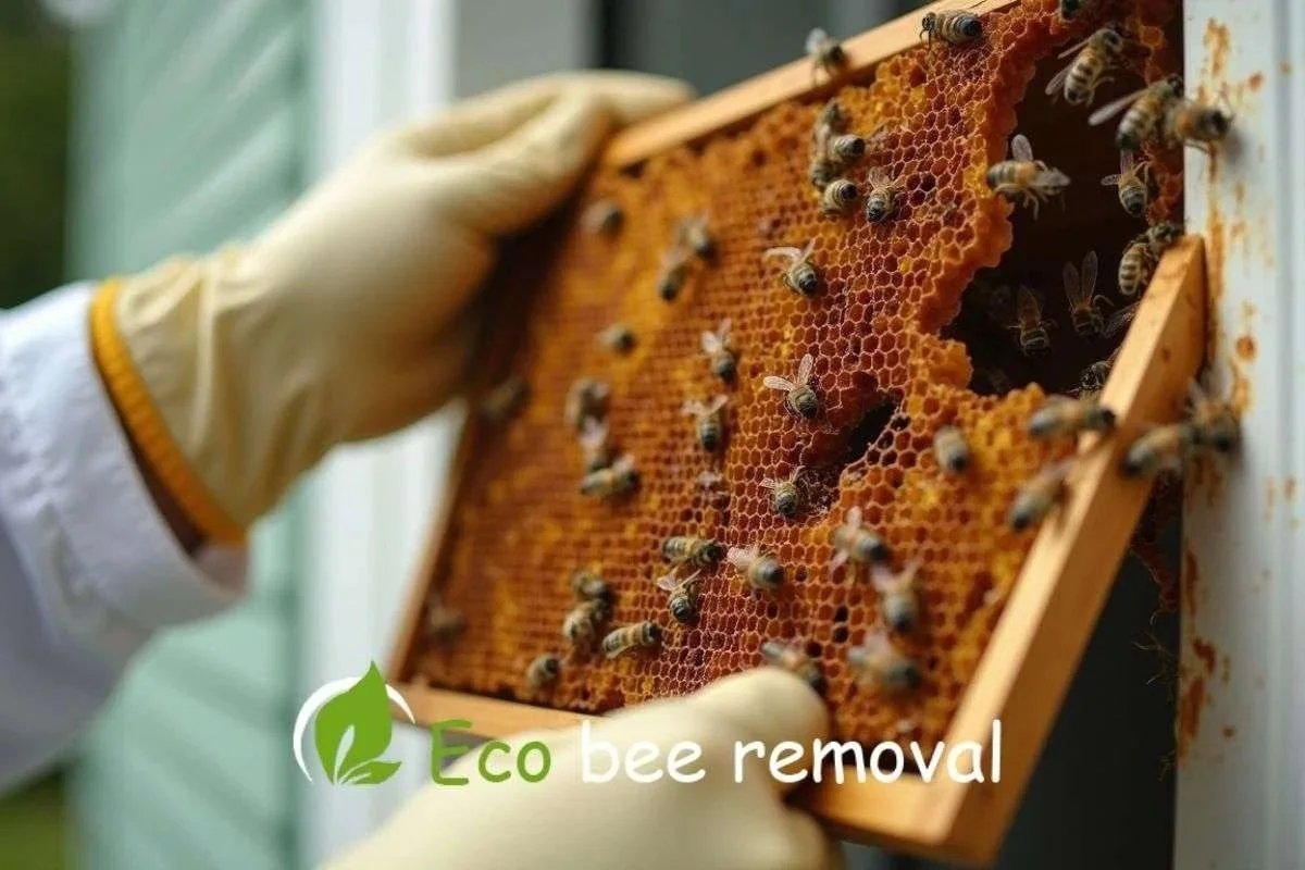 Why Removing Honeycomb Is More Important Than Removing Bees.