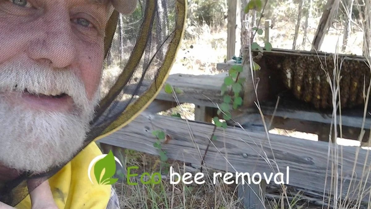 A Day in the Life of a Bee Removal Expert in Florida.