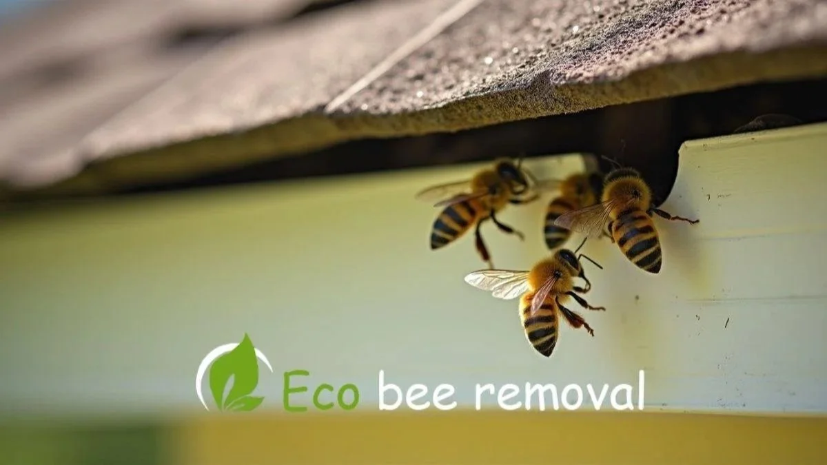Why Bees Choose Soffits &amp; Fascia Boards in Florida Homes.