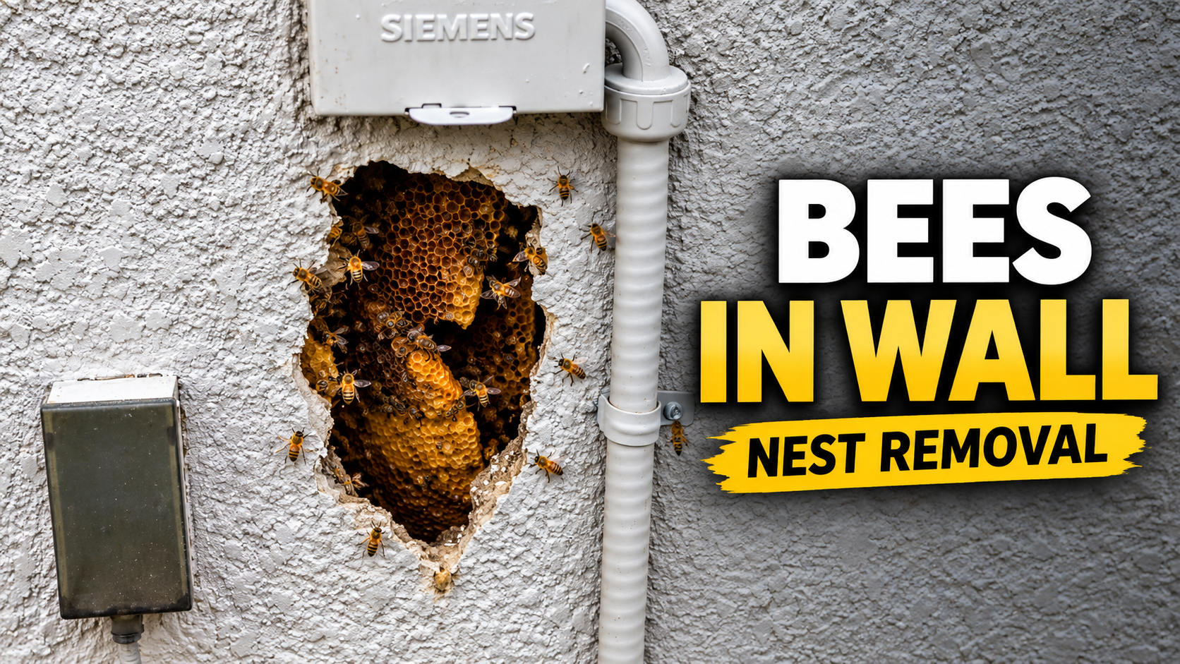 Professional Methods for Finding Bees in Closed Walls.