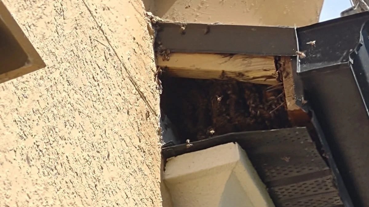 Honey bees gathering inside an opened roof soffit with exposed wooden framing during a professional bee removal inspection.