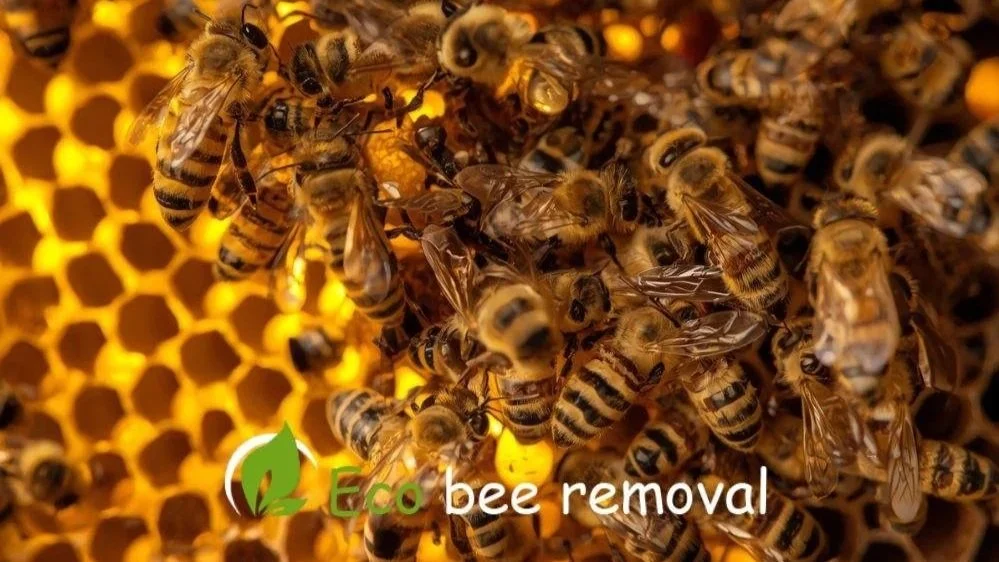 Queen bee inside hive surrounded by worker bees