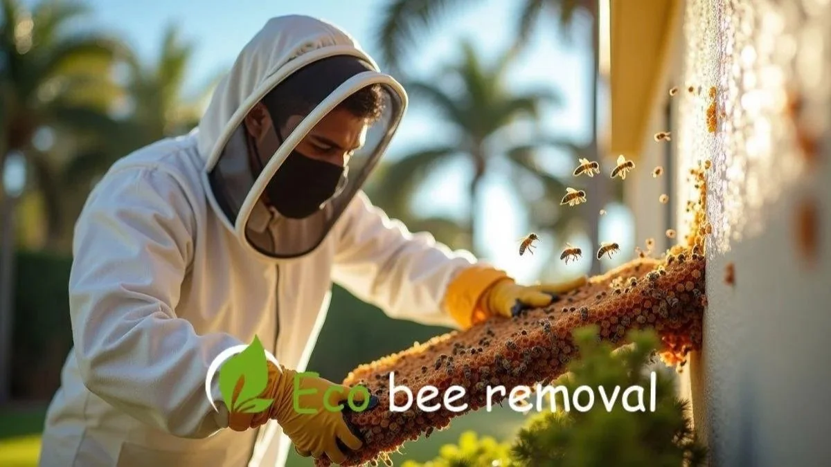 Eco-friendly Florida bee removal expert performing live honey bee relocation from a residential wall