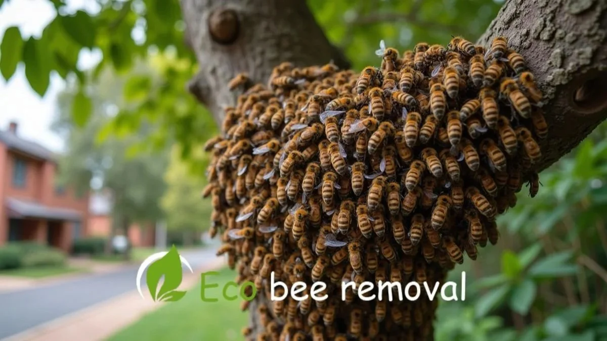 Aggressive bee swarm showing defensive behavior near a home