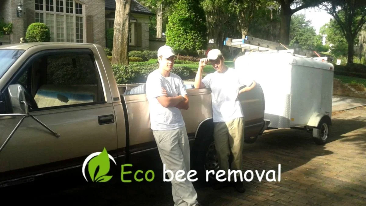 Professional eco bee removal service team at residential home