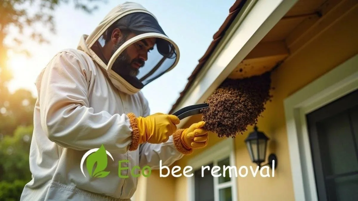 Professional soffit inspection before safe, roof-friendly bee removal