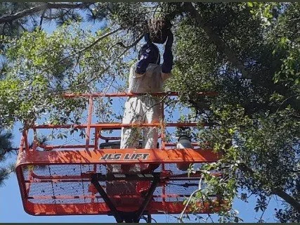 Professional bee removal from a tree using a lift.