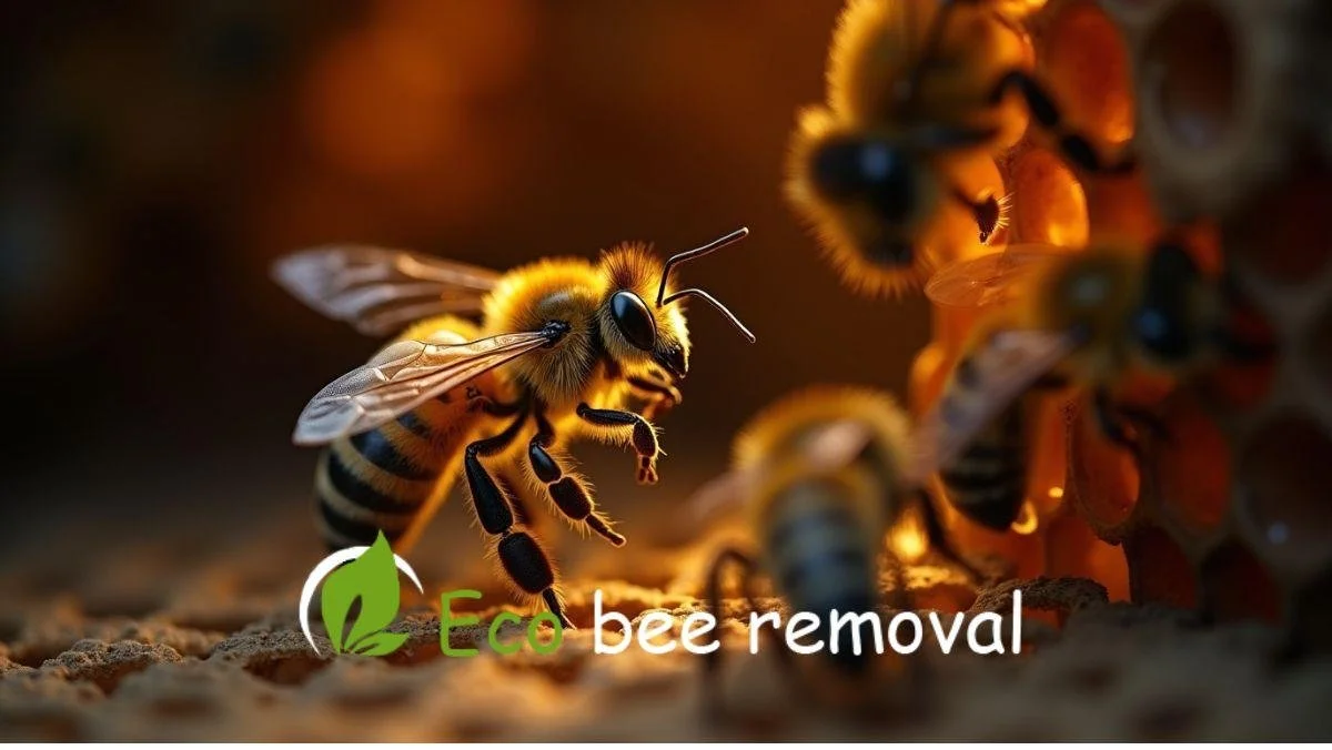 Live honey bee removal safely relocating bees.