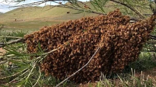 Large honey bee swarm clustered on a tree branch.