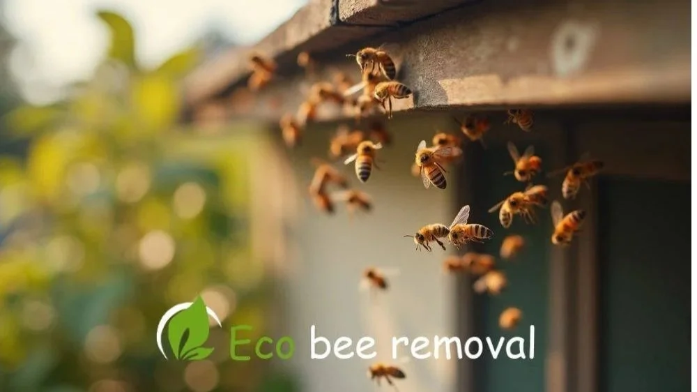 “Honey bees active near a Florida home’s roof soffit in winter.”