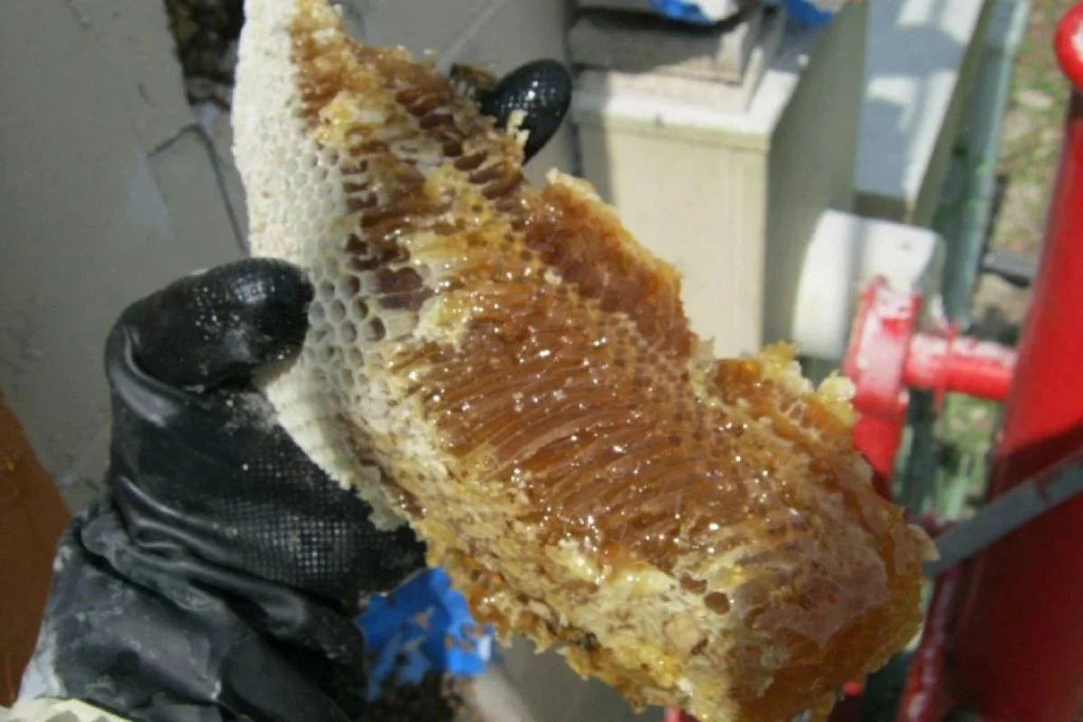 Fresh honeycomb removal showing honey left behind inside a wall during bee hive extraction.
