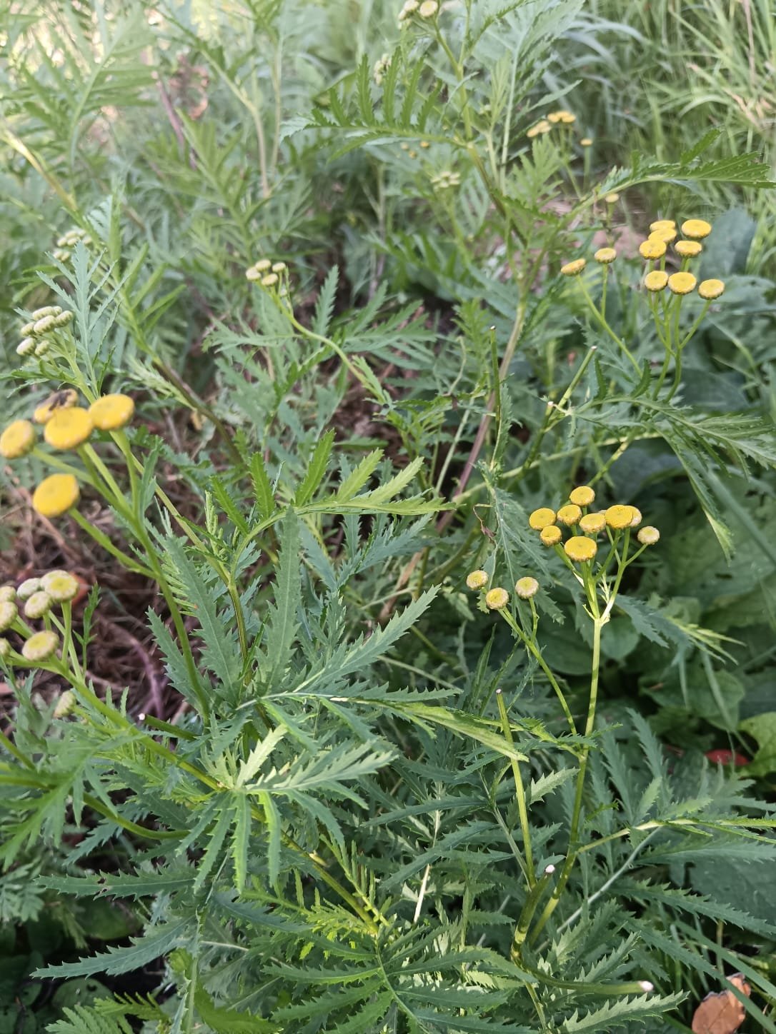 Tansy.jpeg