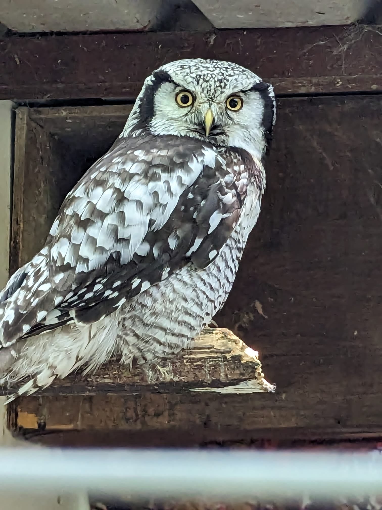 Owl Sanctuary visit with Jah-Jireh elderly care homes