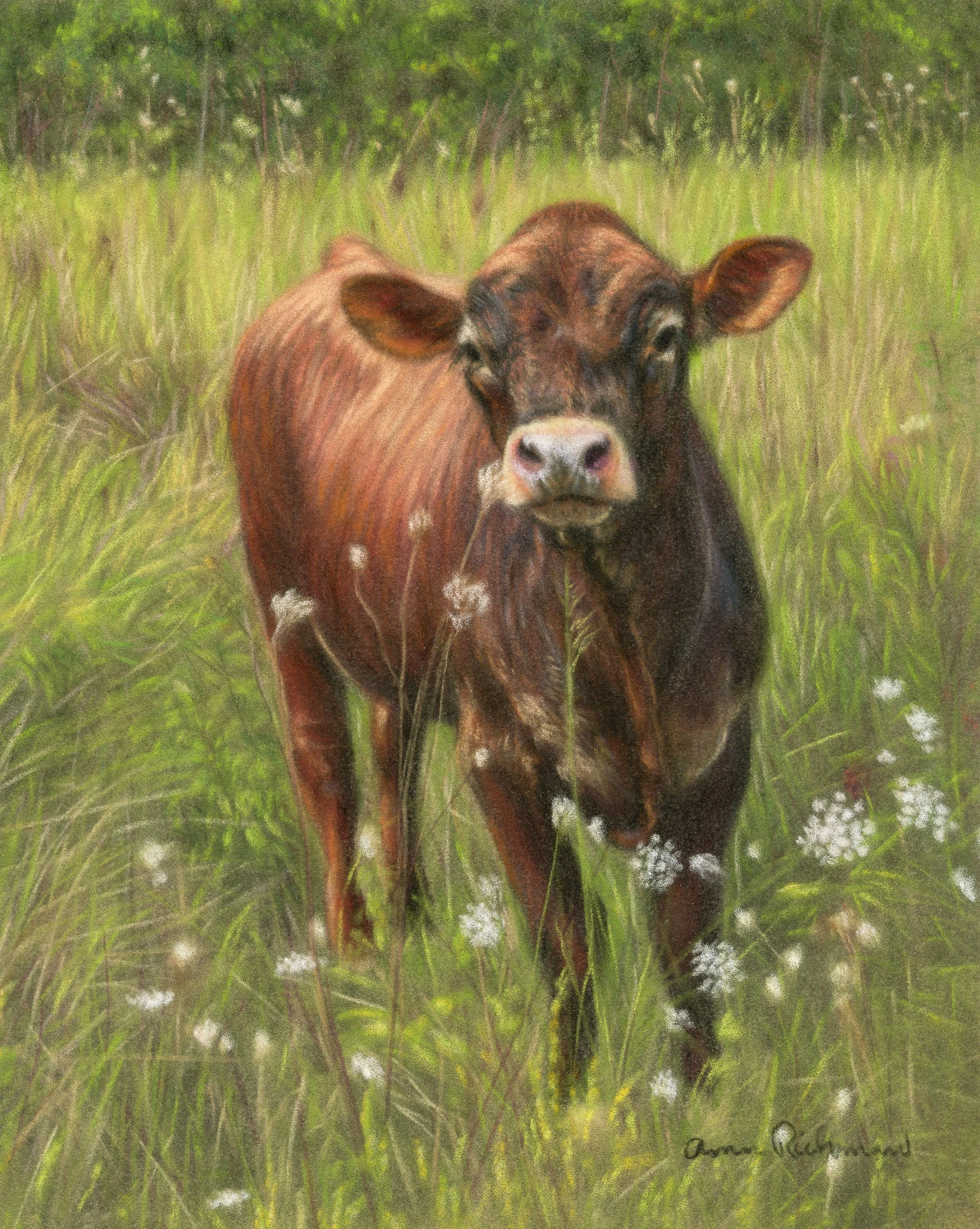 Cow-1.jpg