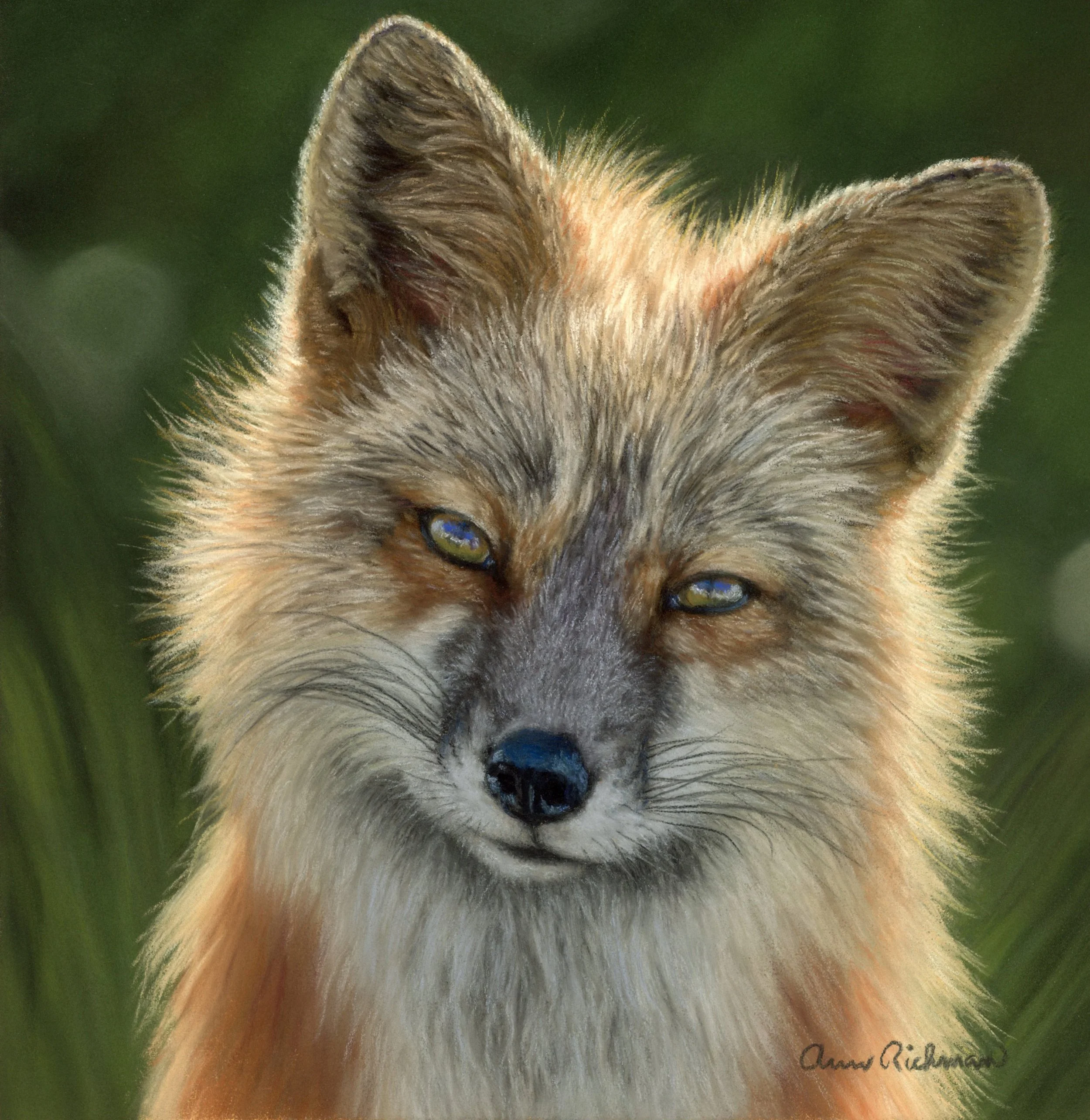 Sun_fox.jpg