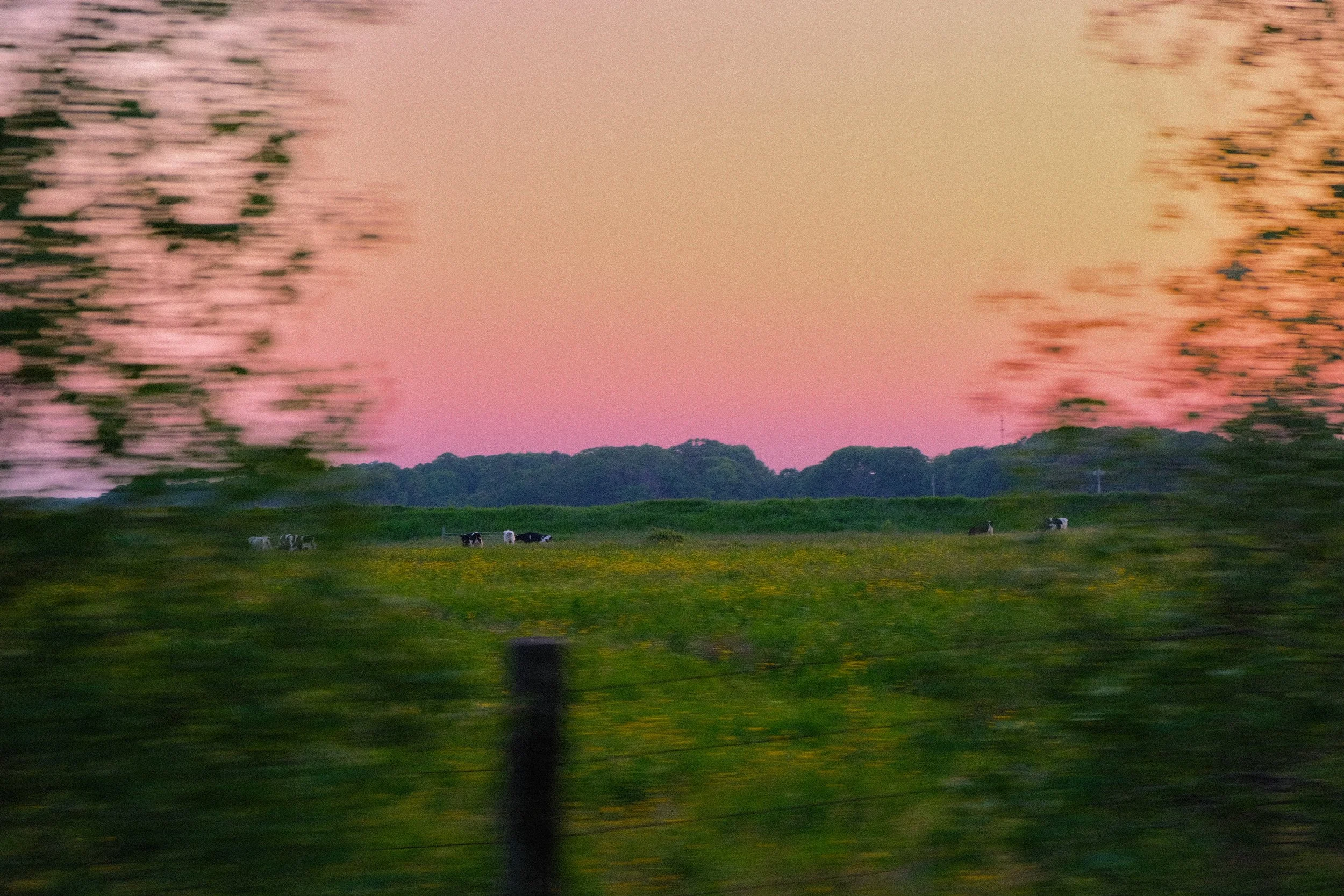 Passing Port Williams cows on a pink sky