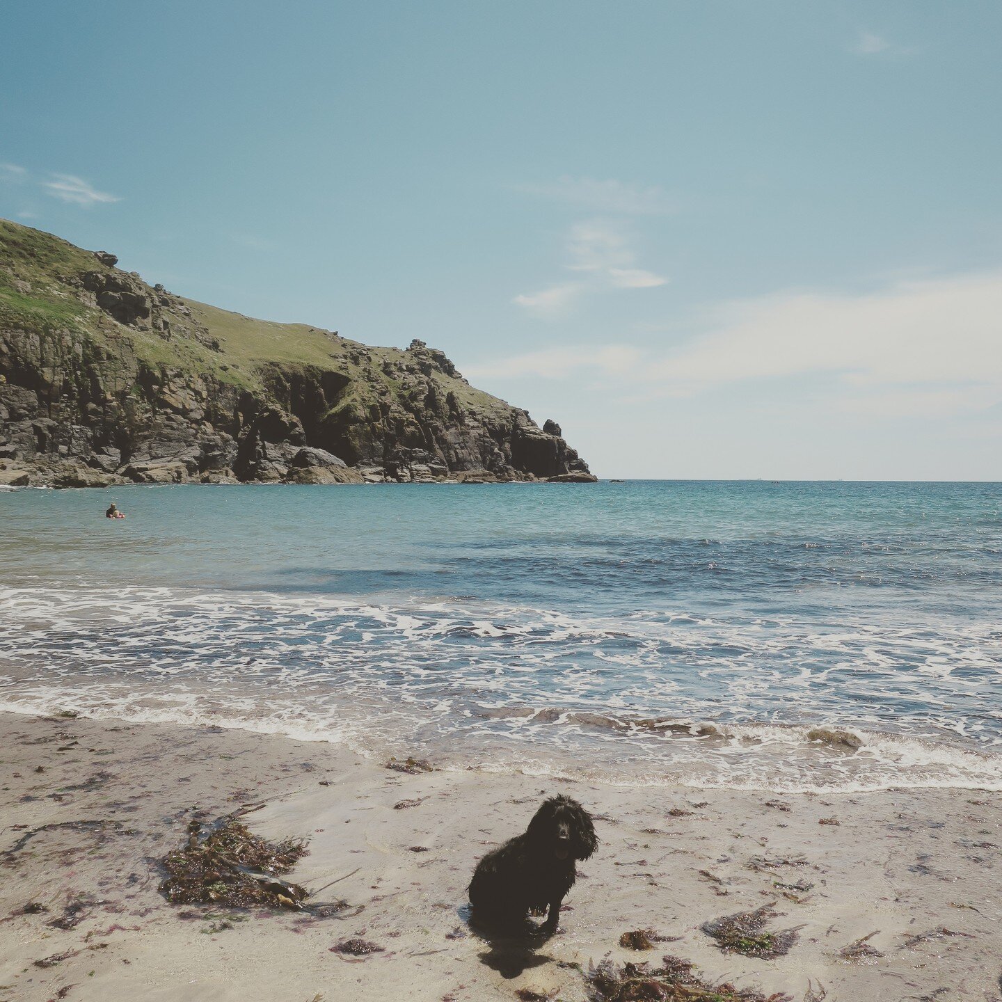 Wet dawg in her favourite place 🐾🧡🐾 #cornwall #houselbay #thelizard⁠
⁠
⁠
⁠