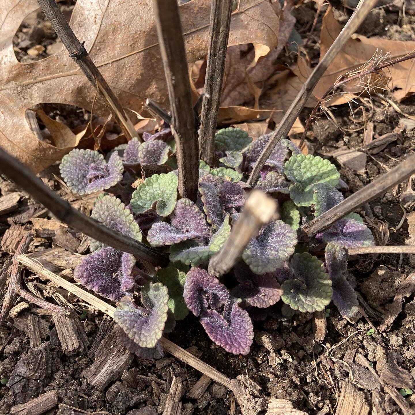 Anise Hyssop (Agastache foeniculum) is up, vigorous, and smelling like licorice! This native neighbor is popular with insects 🐝 but not deer 🦌. #nativeplants #nativeplantsofnorthamerica #wildgardens #springiscoming #pollinators