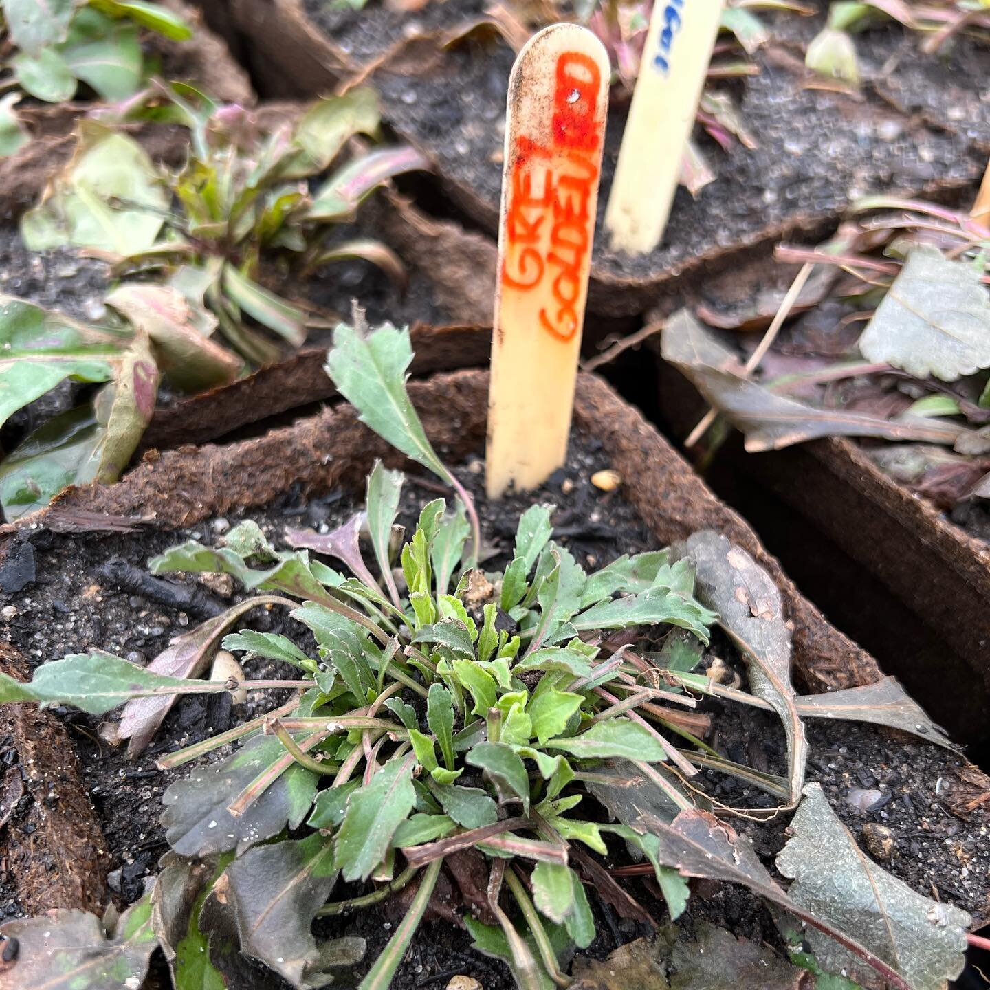 We were worried that three days of 20&deg; weather would kill some of the plants that have already been dug up. But look at this fighter, already regenerating! Goldenrod is just an all around amazing plant. #doesntcauseallergies #nativeplants #native