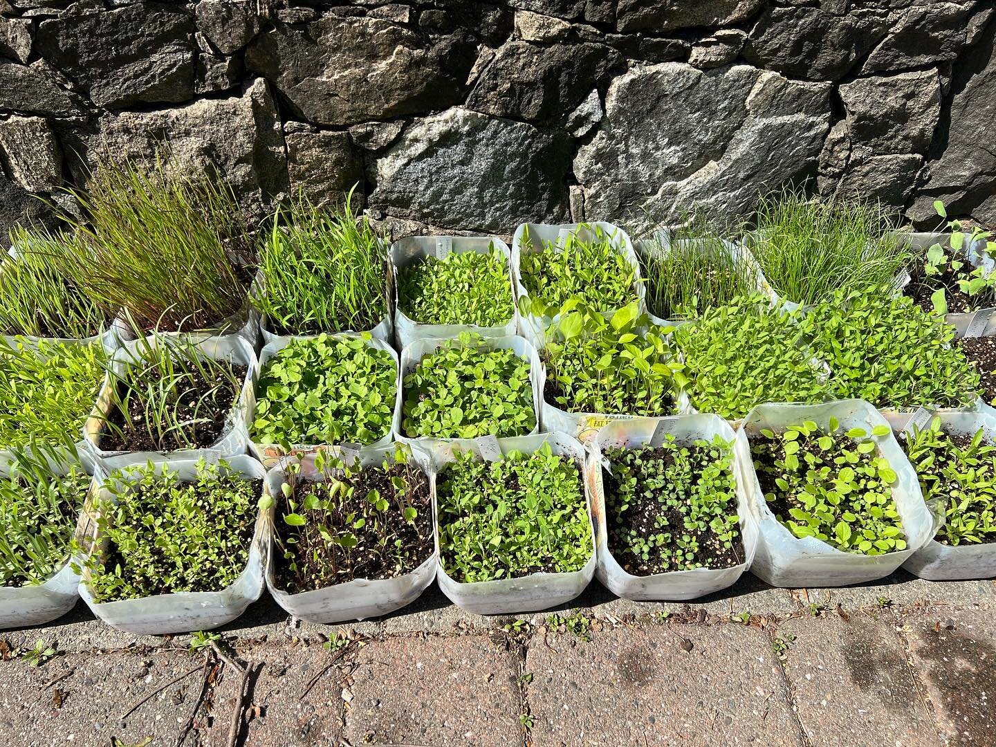 Finally feels like summer today at the farm. Opened up the first batch of milk jugs from our winter sowing. We will have lots of new plants to offer this fall and next spring! #nativeplantnursery #nativeplantsofnorthamerica #wildgardens