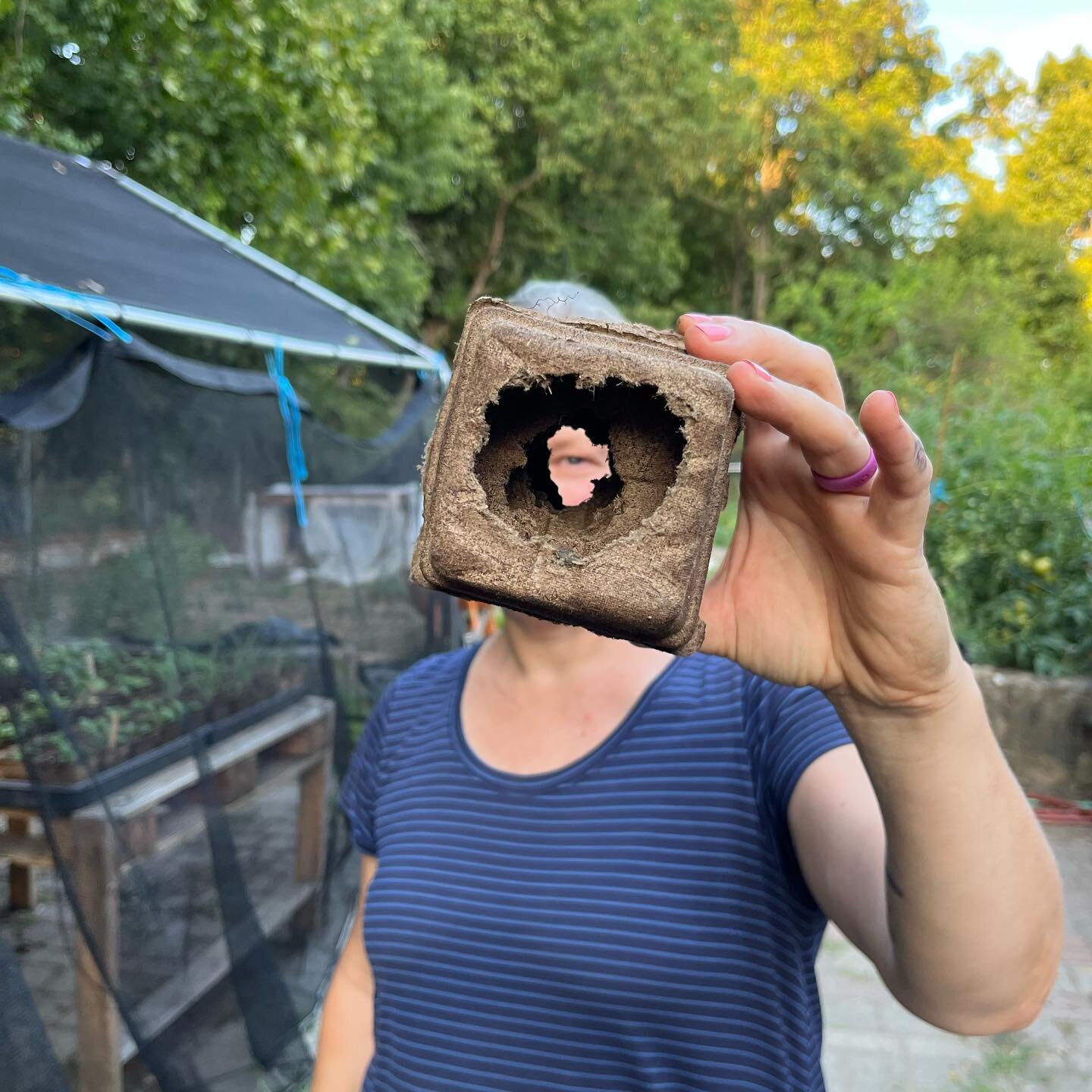 This is a new one for us, someone got into the cow pots 🐮 🐿 and nibbled a hole through a stack. @cowpotsgirl #cowpots #nativeplants #wildgardens