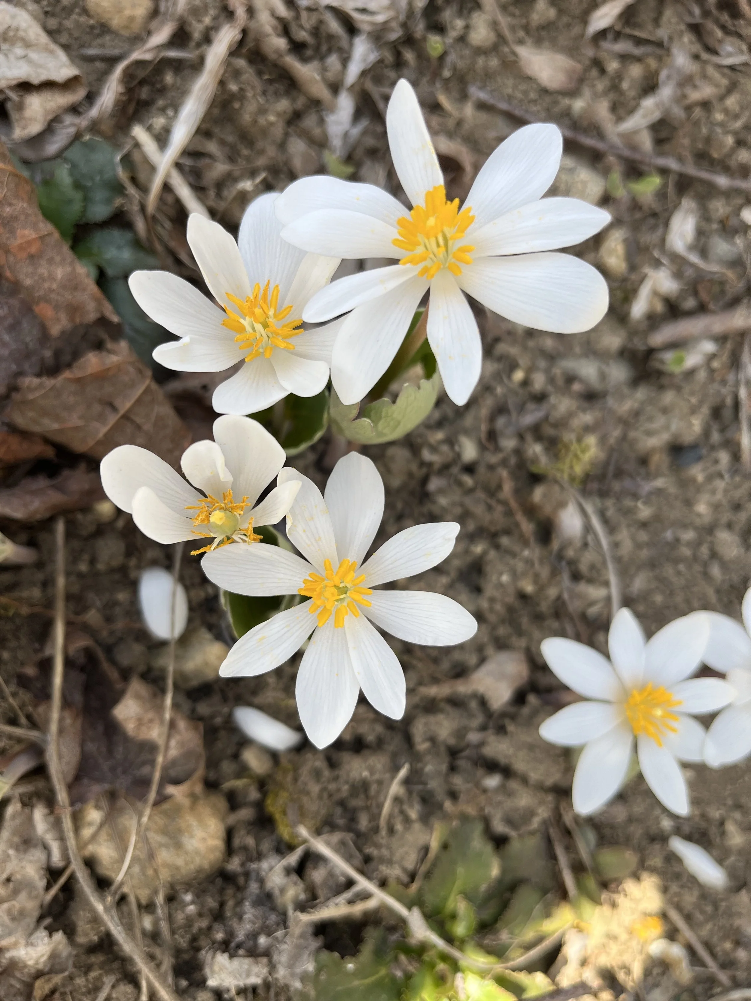 thumbnail image 2 of Wild Harvest Bloodroot Powder - Appalachian Mountains - NY Spice Shop - Free Shipping 2 of 6