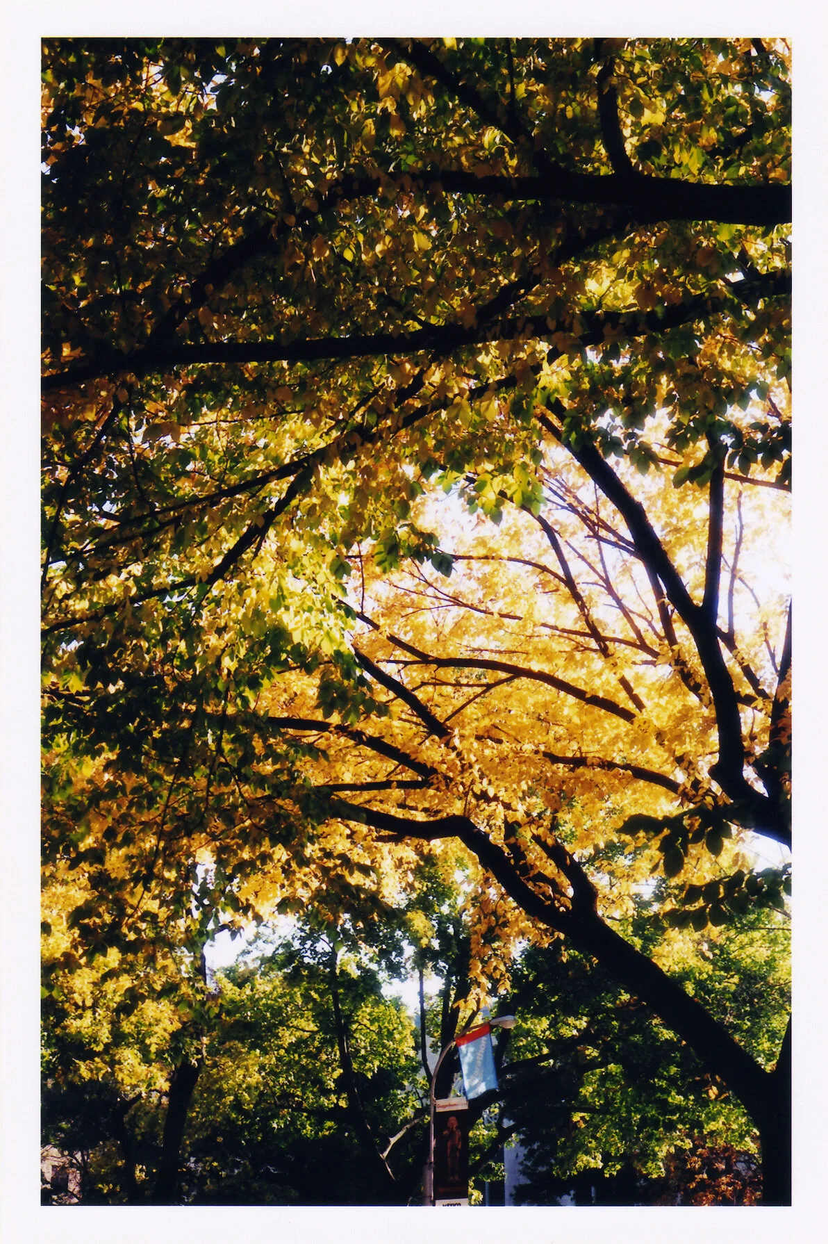 trees.jpg