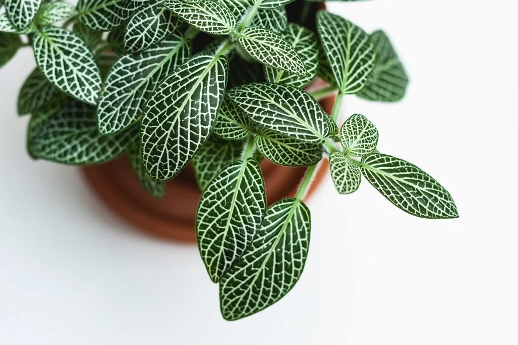 25-Most-Beautiful-Houseplants-You-Need-To-Know-About-1-1024x683.jpg