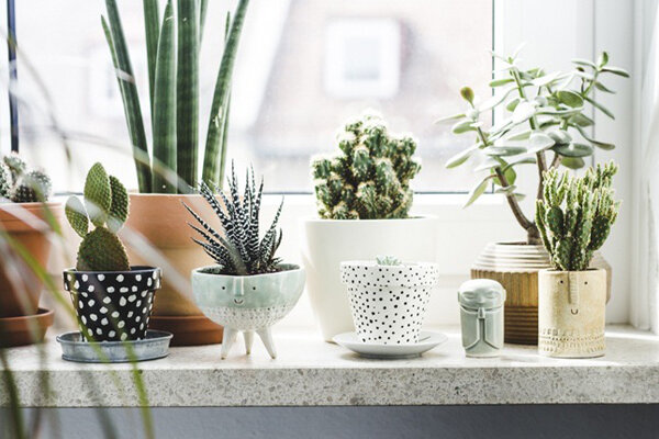 beautiful-indoor-desert-planters.jpg