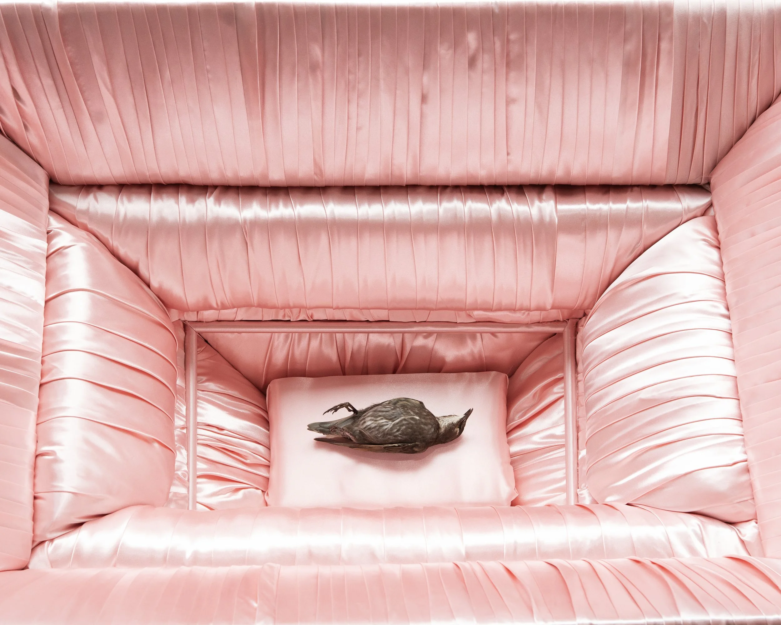 birdcoffin.jpg