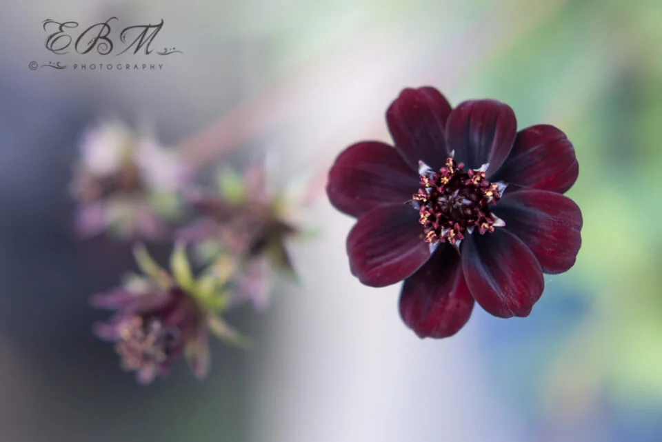 6 Things a Beautiful Photo Needs