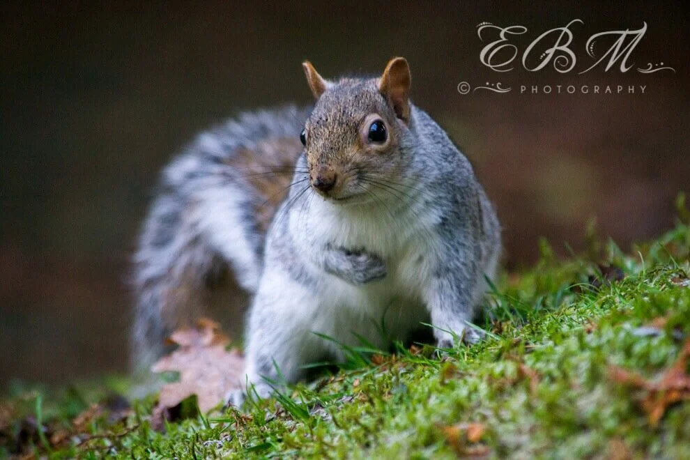 Pittencrieff Park Field Trip