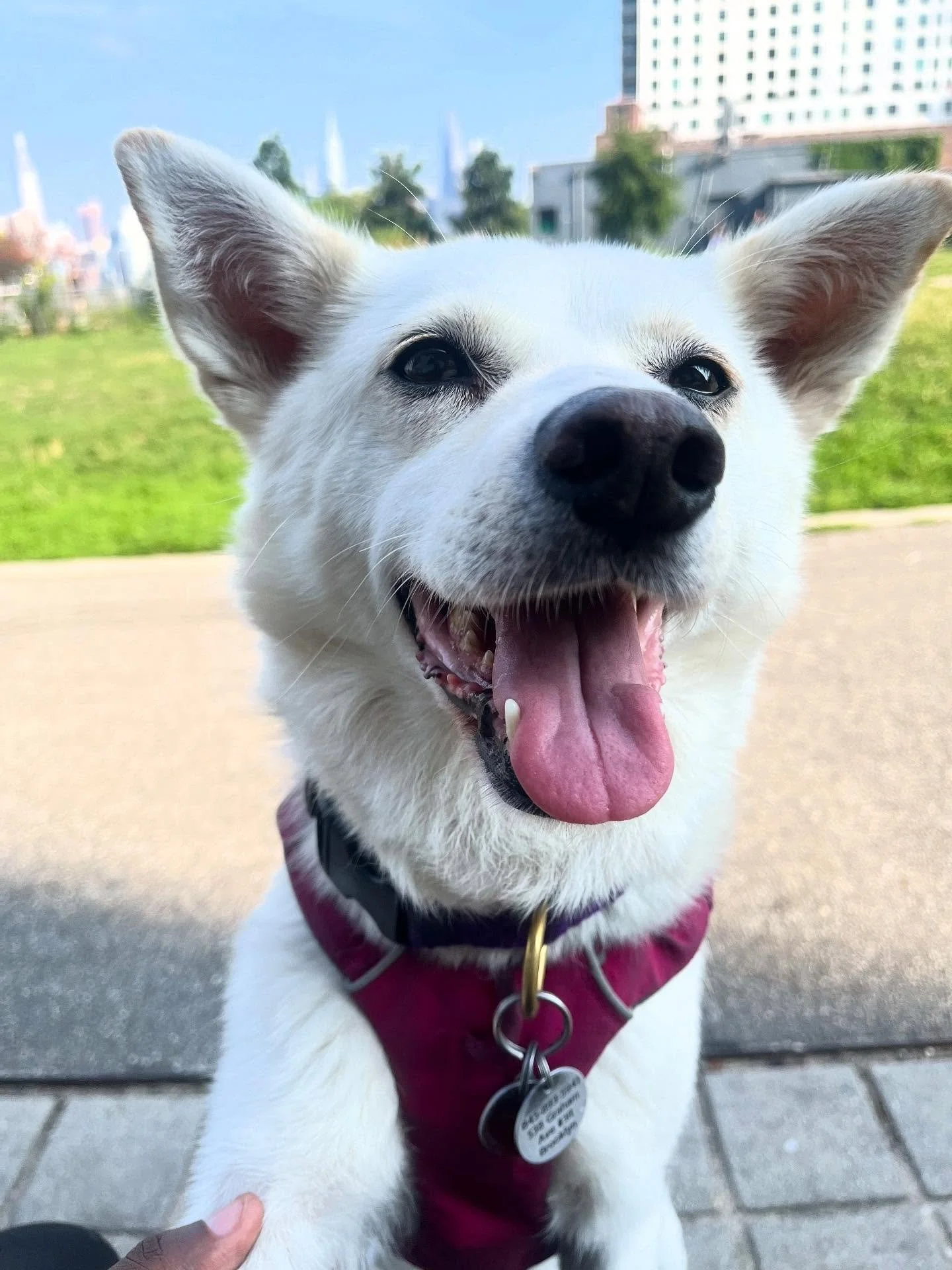 Like a typical overworked millennial New Yorker, this post is a day late, but Missy just turned 7 🥳🥲 Rescuing her still remains the best decision I&rsquo;ve ever made.
