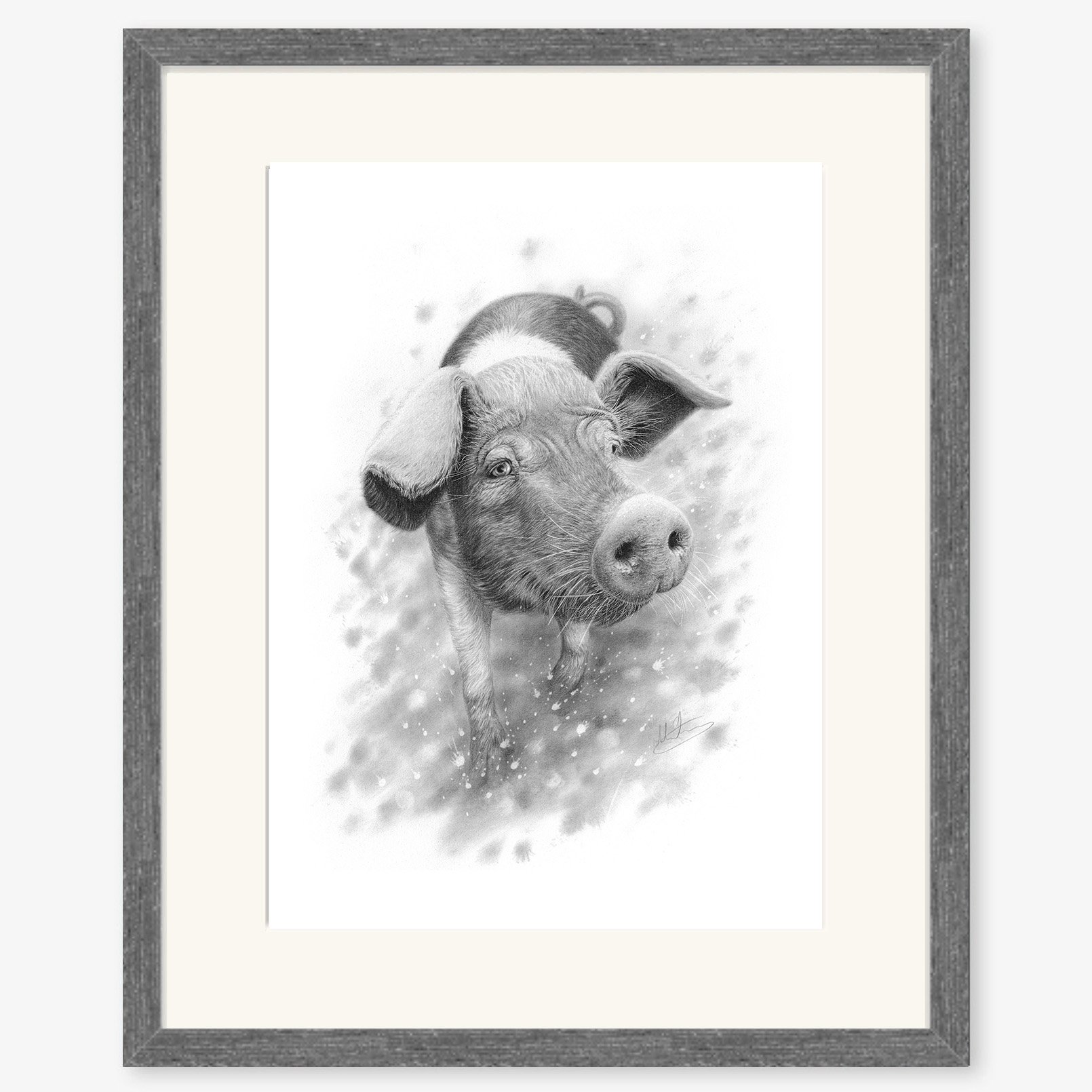 saddleback_pig_charcoal.jpg