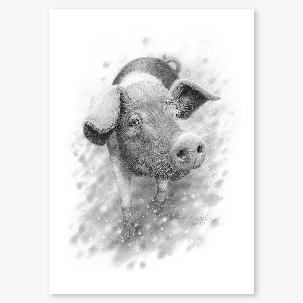 saddleback_pig_floating.jpg