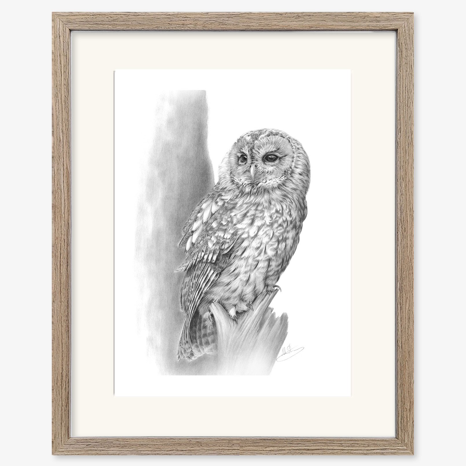 tawny_owl_walnut.jpg
