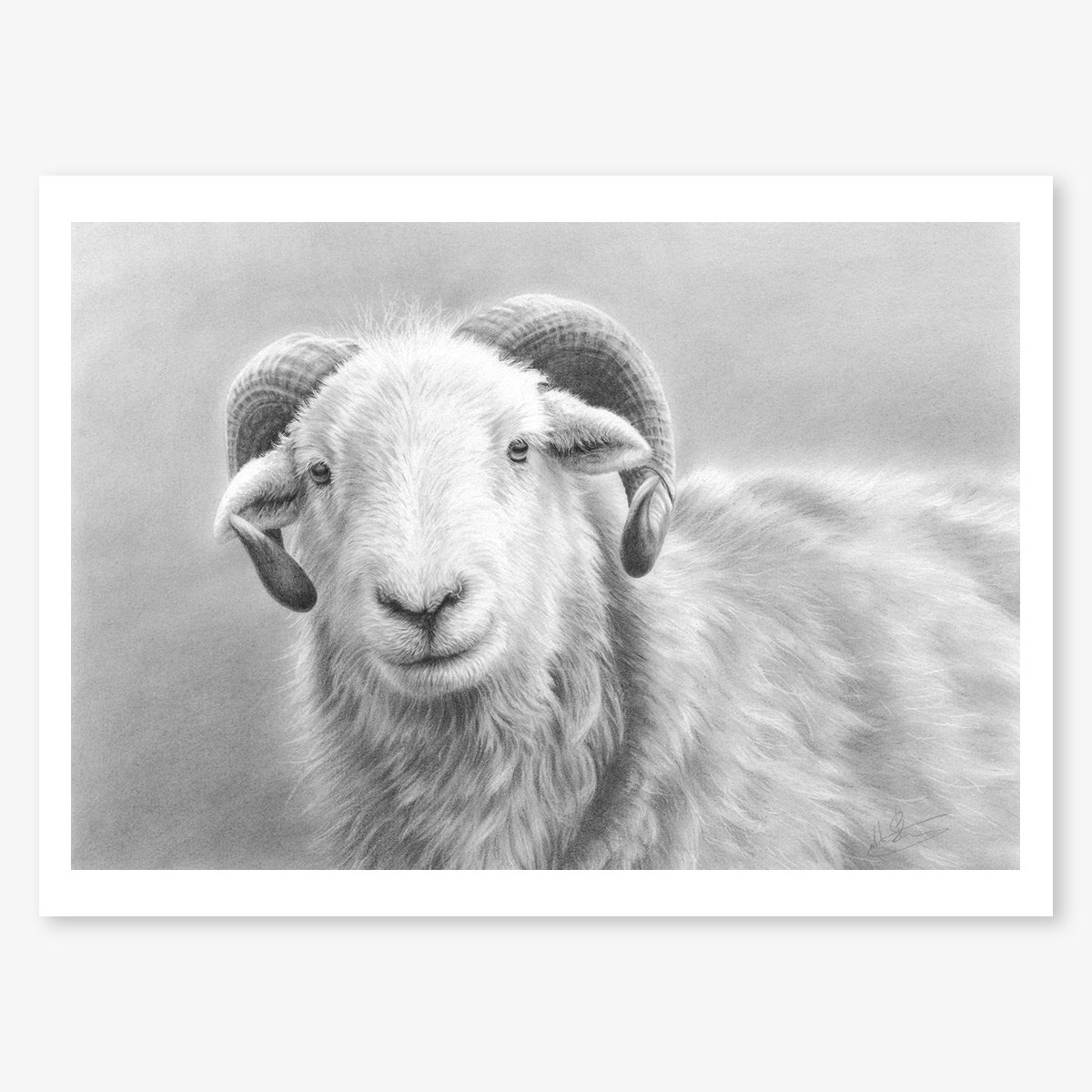 herdwick_tup_floating.jpg