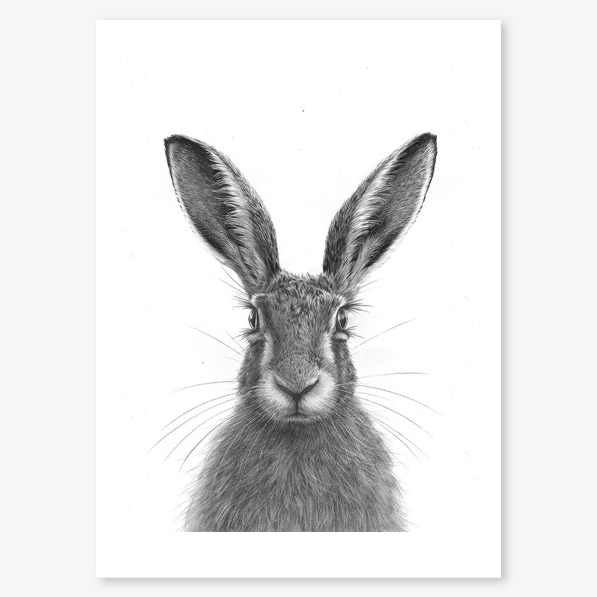 brown_hare_IV_floating.jpg