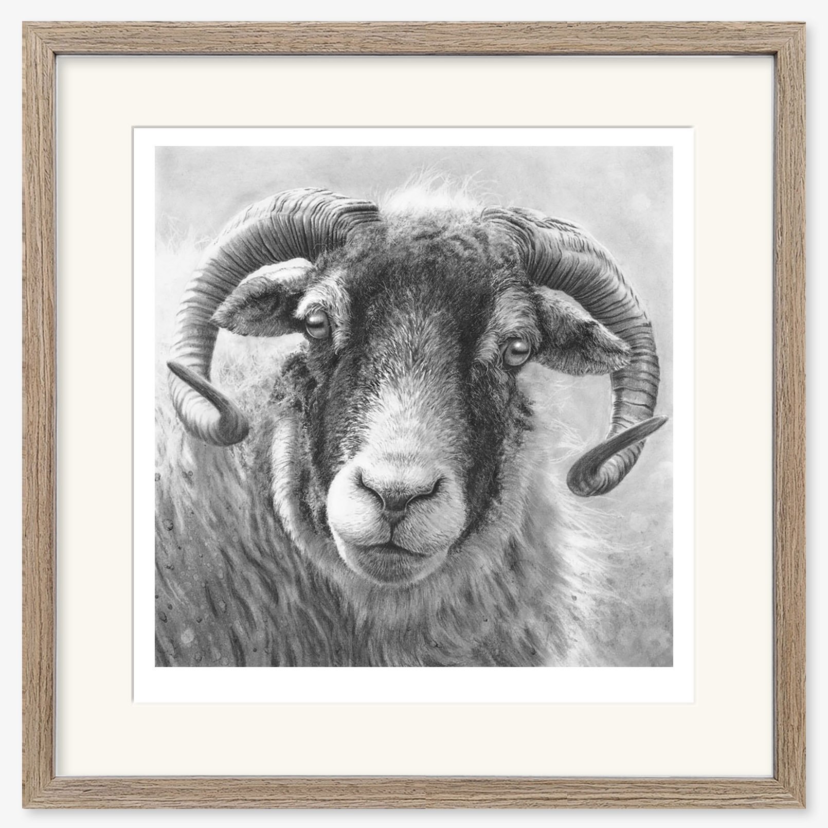 swaledale_ewe_III_light_walnut_framed_square.jpg