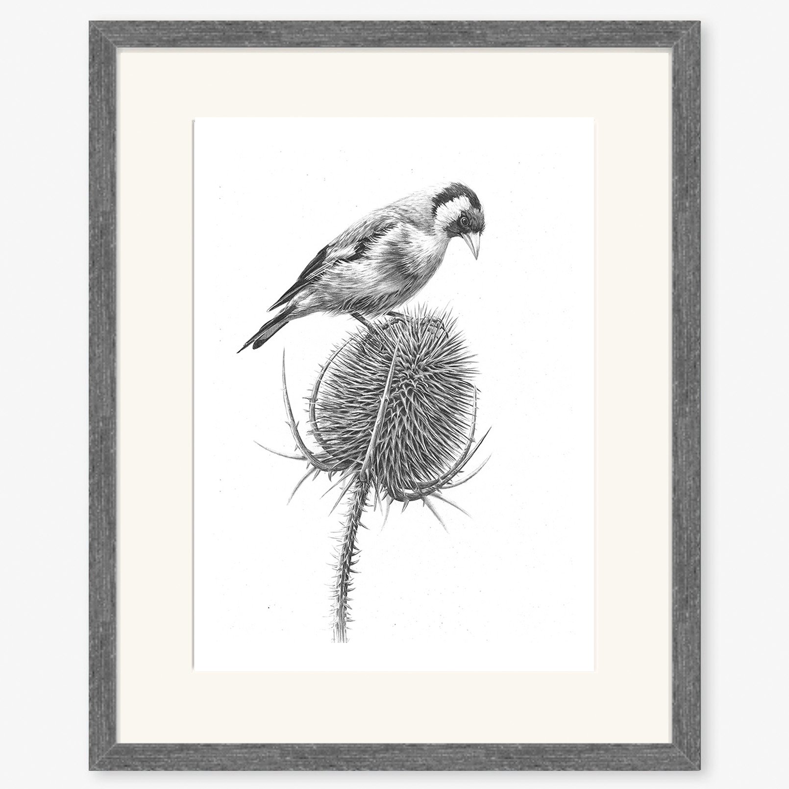 goldfinch_on_teasel_charcoal.jpg