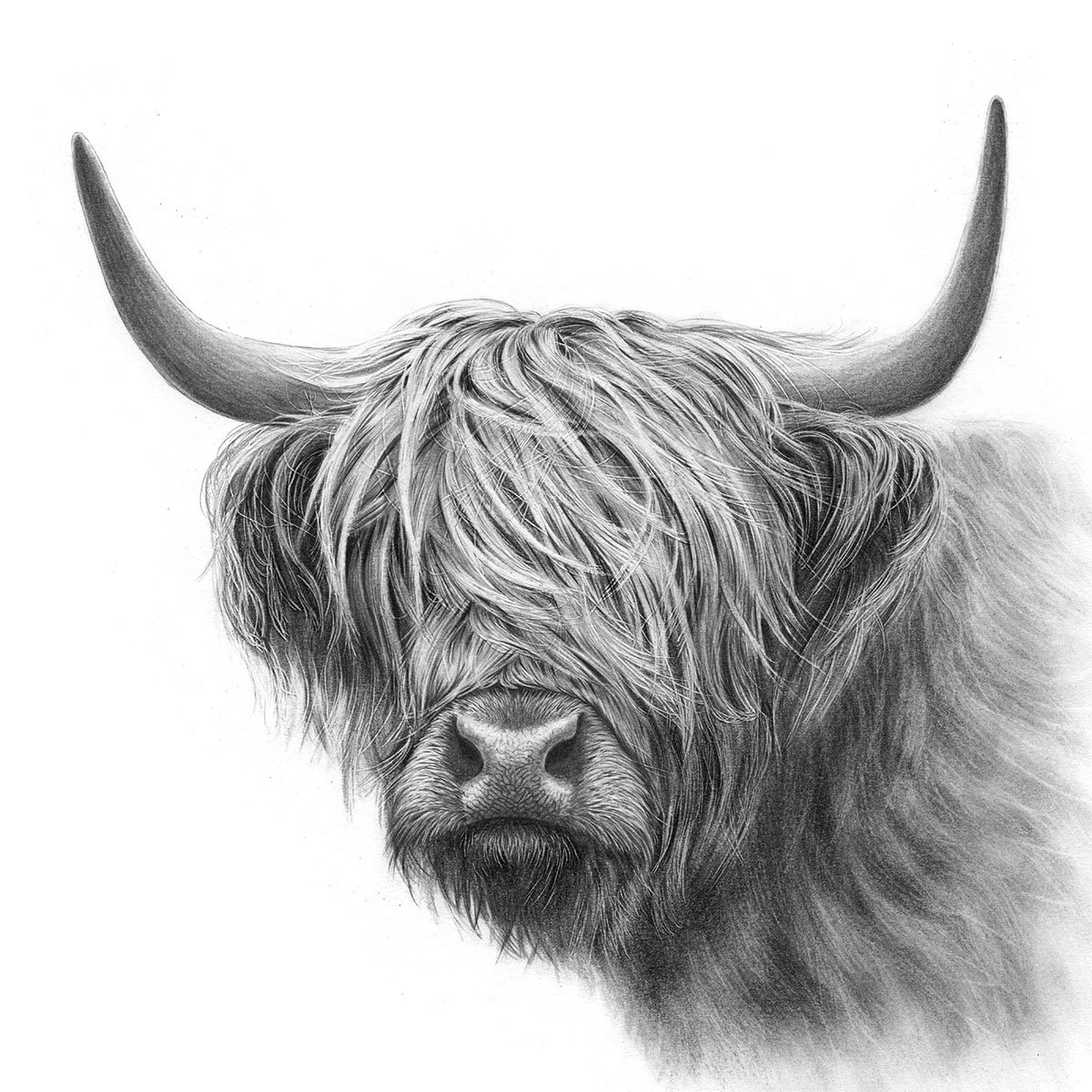 'Highland Cow VI'