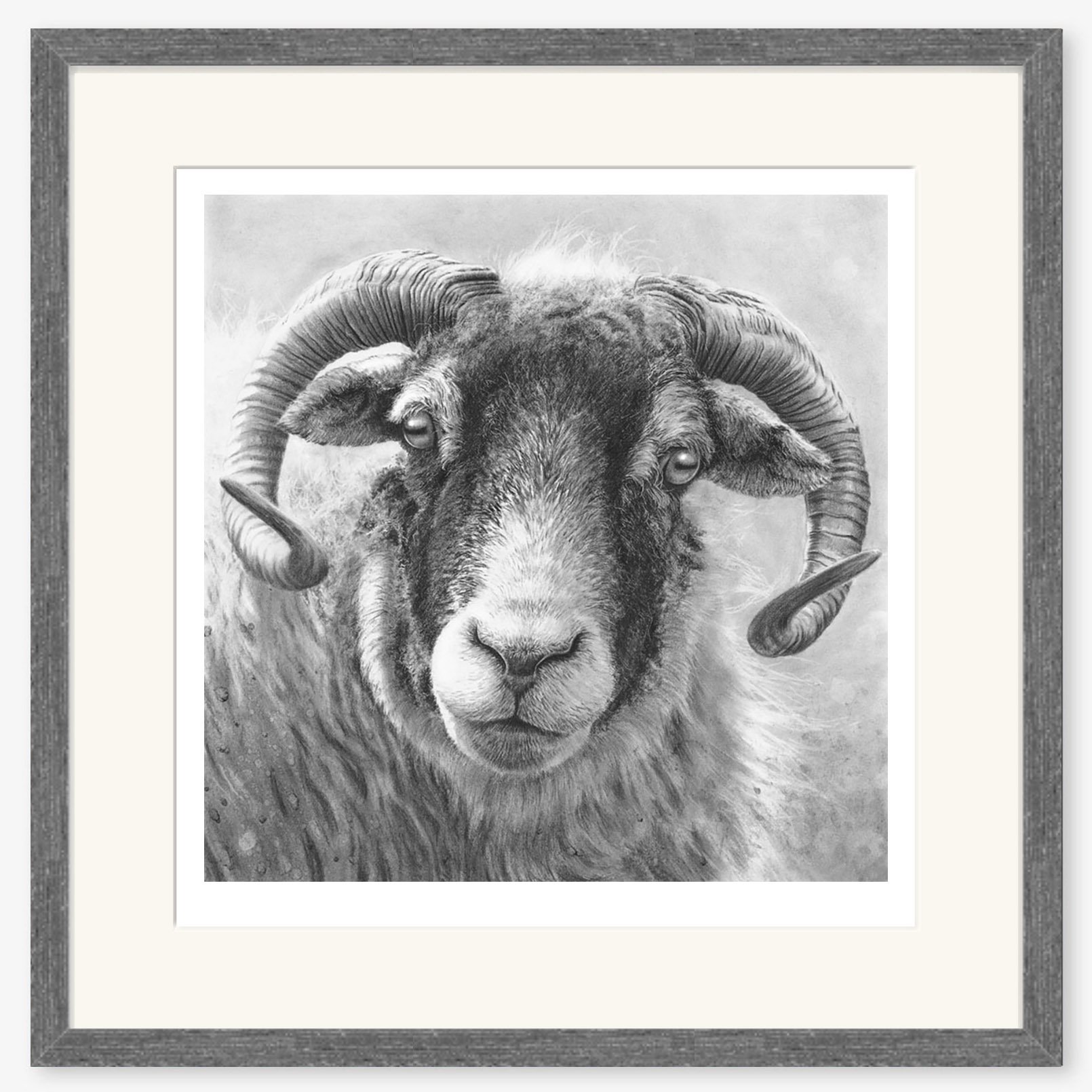 swaledale_ewe_III_charcoal_framed_square.jpg
