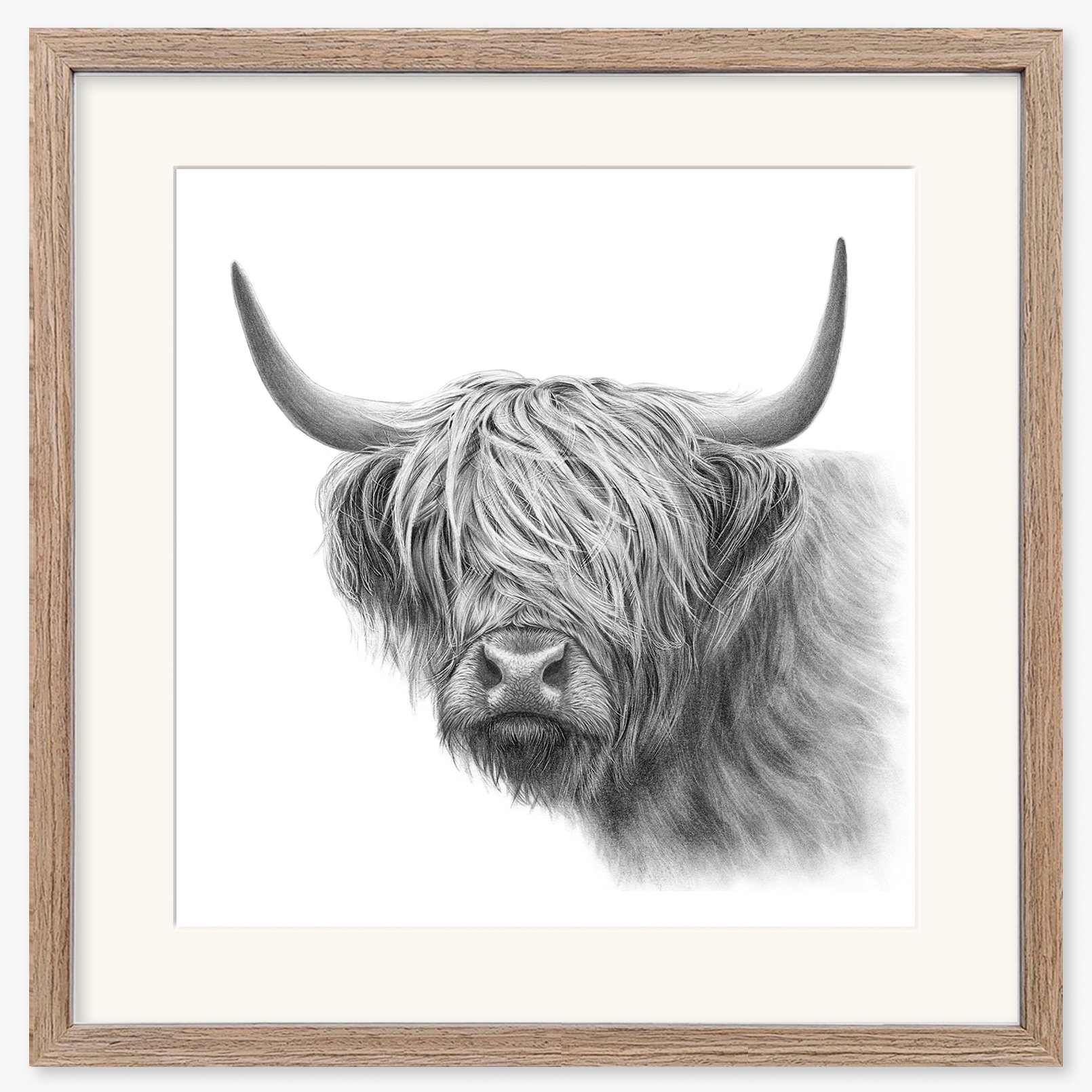 highland_cow_vi_walnut.jpg