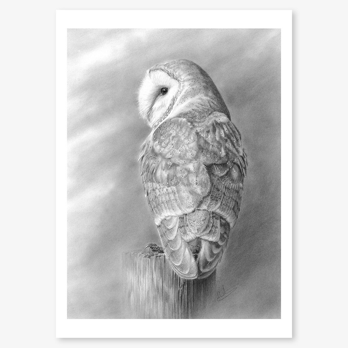 Barn Owl at Rest_floating.jpg