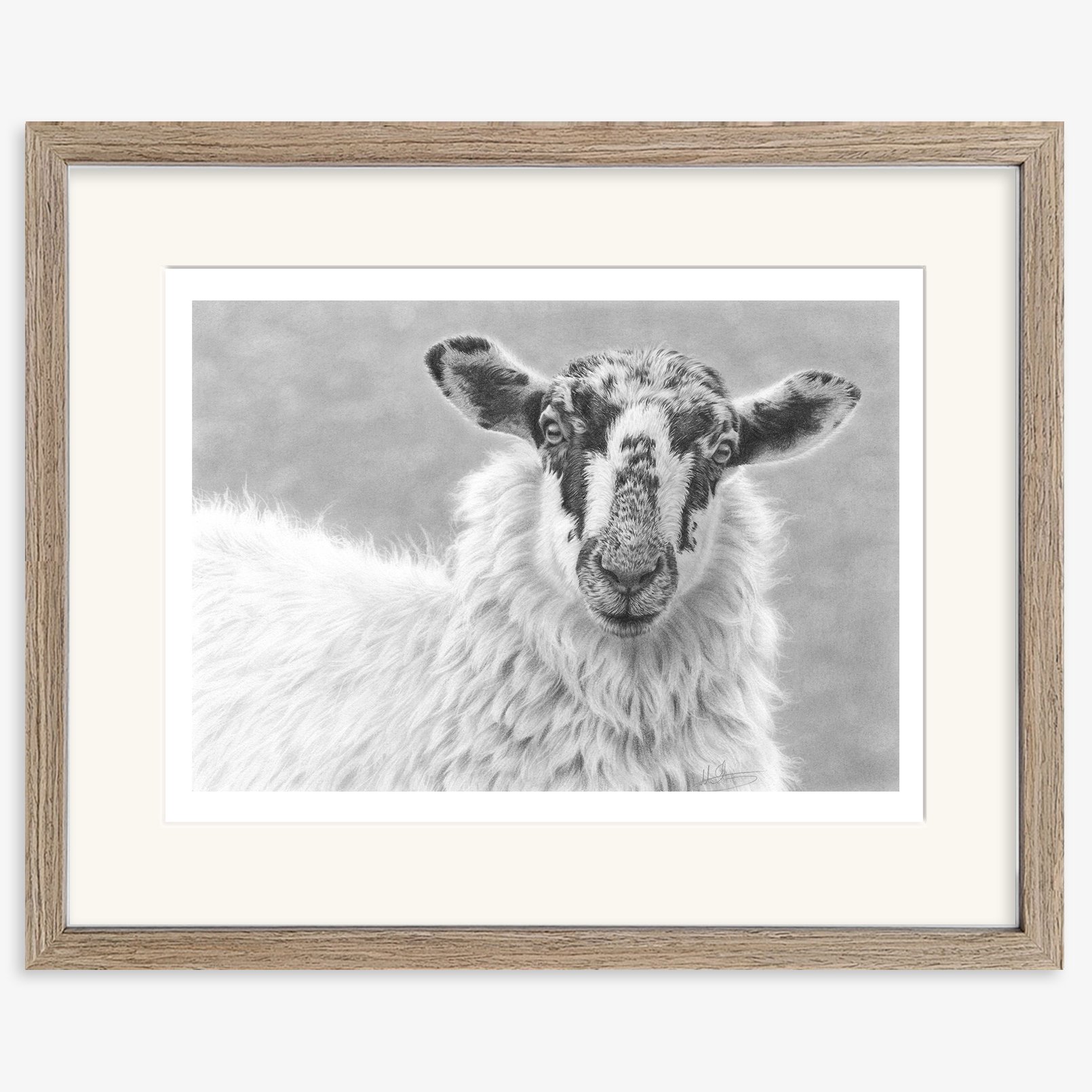 Mule_portrait_sheep_walnut.jpg
