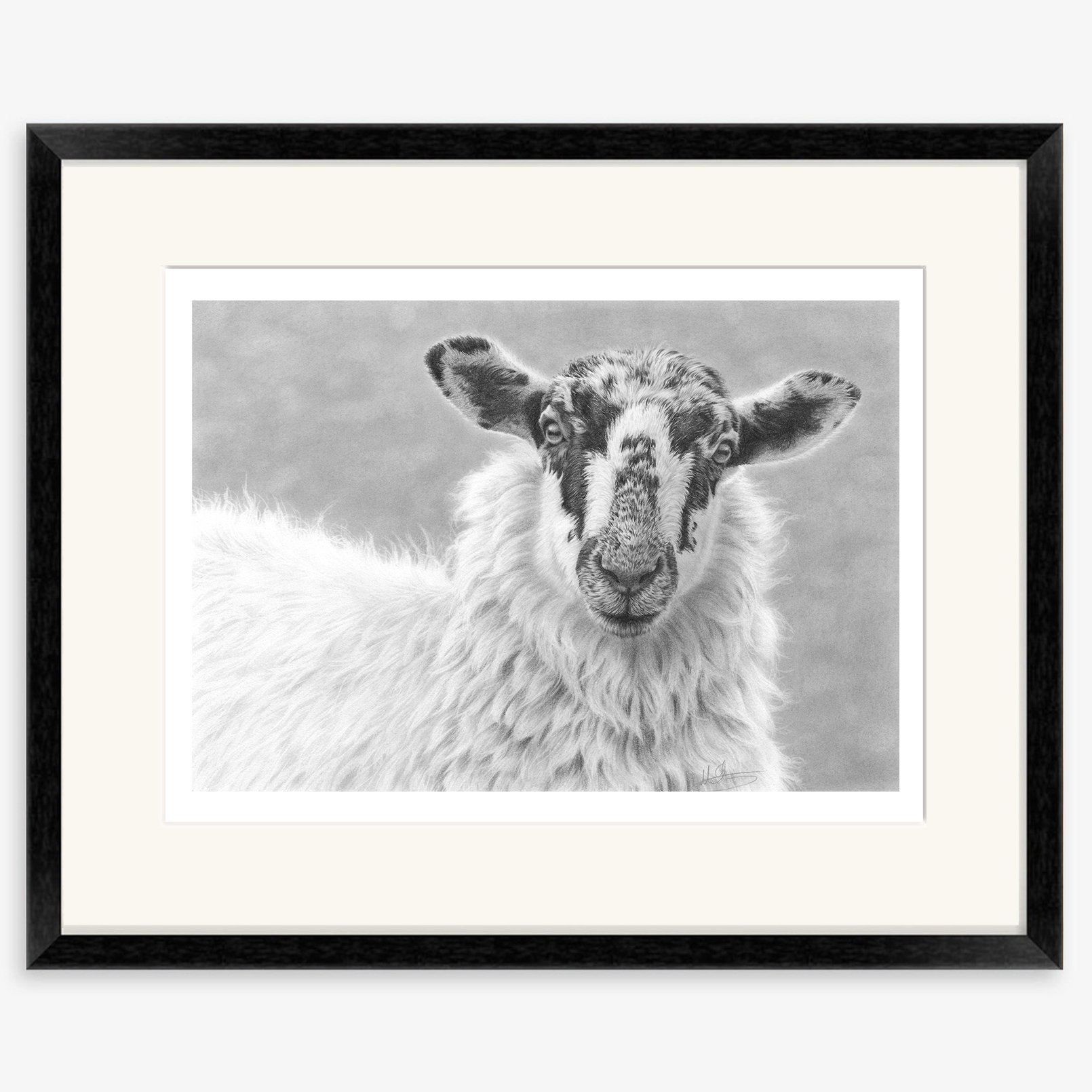 Mule_portrait_sheep_black.jpg