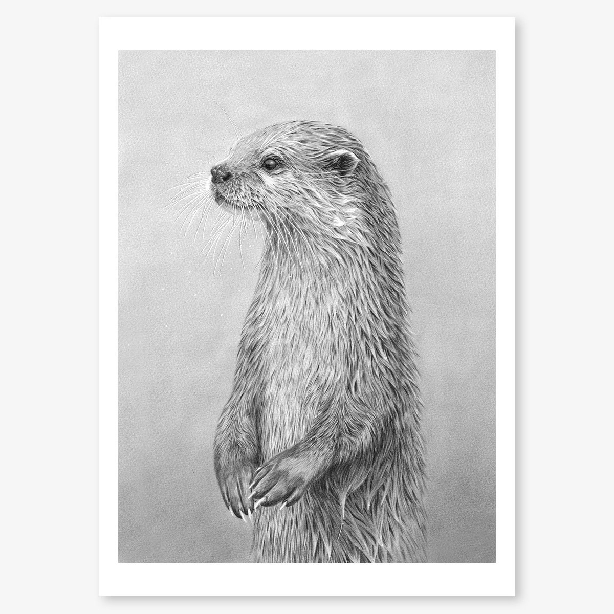 Otter_standing_floating.jpg